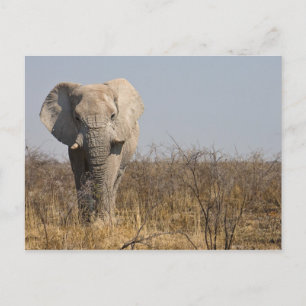 Elephant Postcard