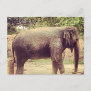 Elephant Postcard