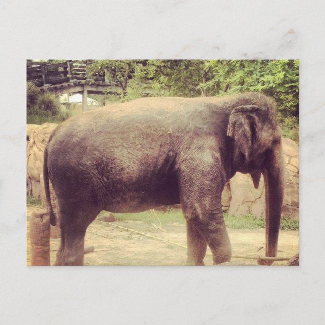 Elephant Postcard (Front)
