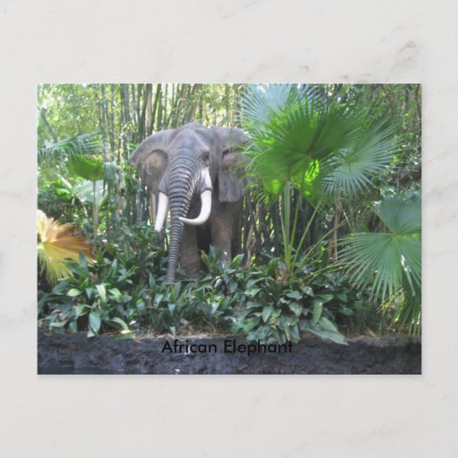 Elephant postcard (Front)