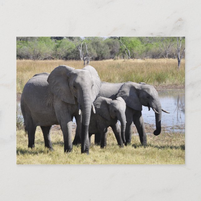 Elephant postcard (Front)