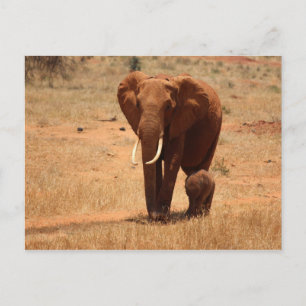 Elephant Postcard