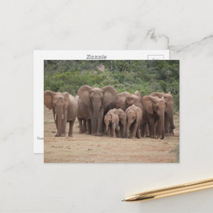 Elephant  postcard
