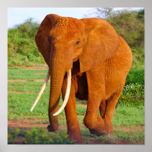 Elephant Poster (Front)