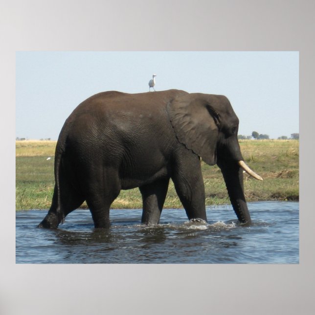 Elephant Poster (Front)
