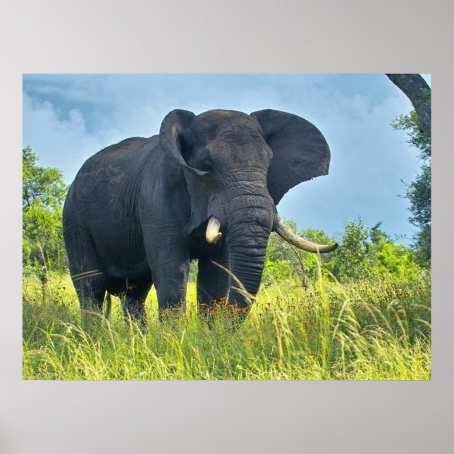 Elephant Posters (Front)