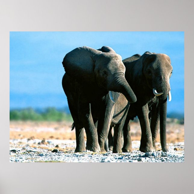 Elephant Posters (Front)