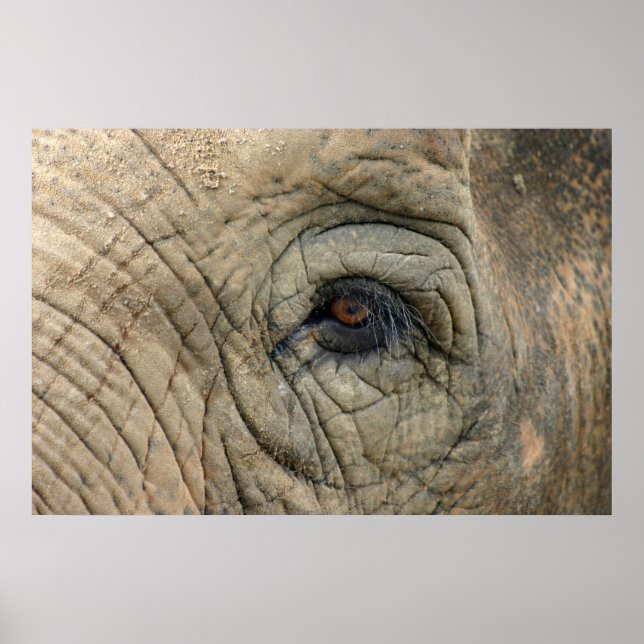 Elephant Posters (Front)