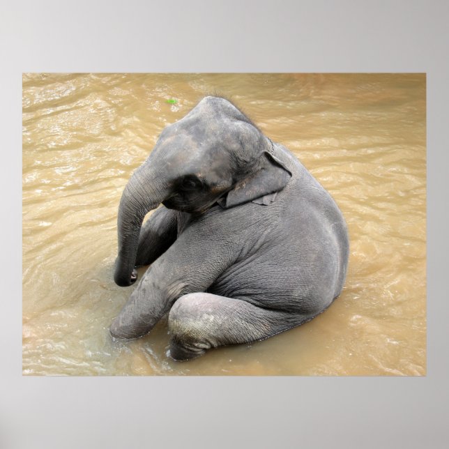 Elephant Posters (Front)