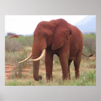 Elephant Posters