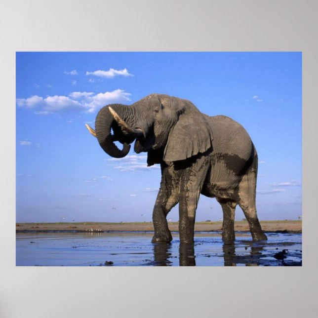 Elephant Posters (Front)