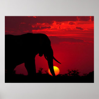 Elephant Posters