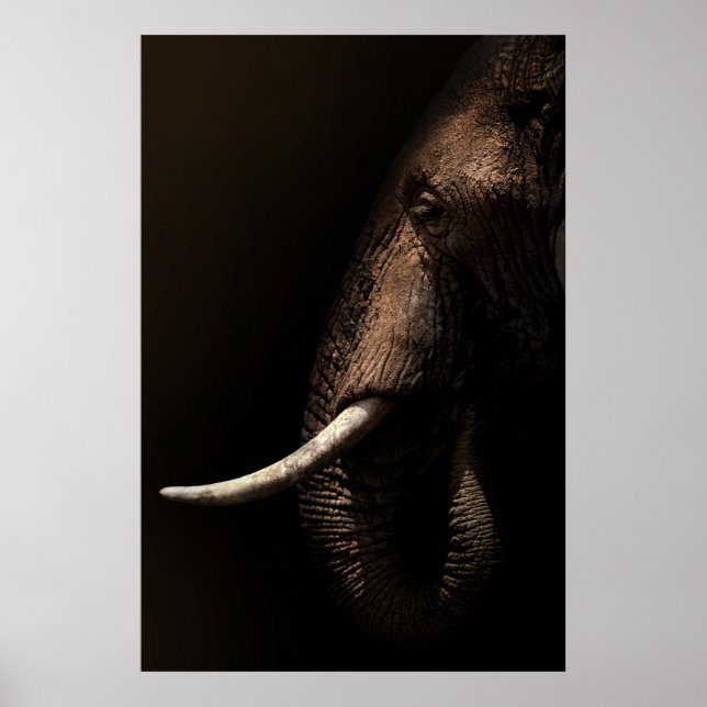 Elephant Profile Poster (Front)