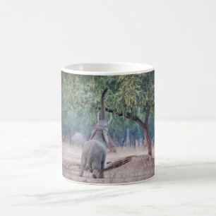 Elephant reaching for Acacia tree Coffee Mug