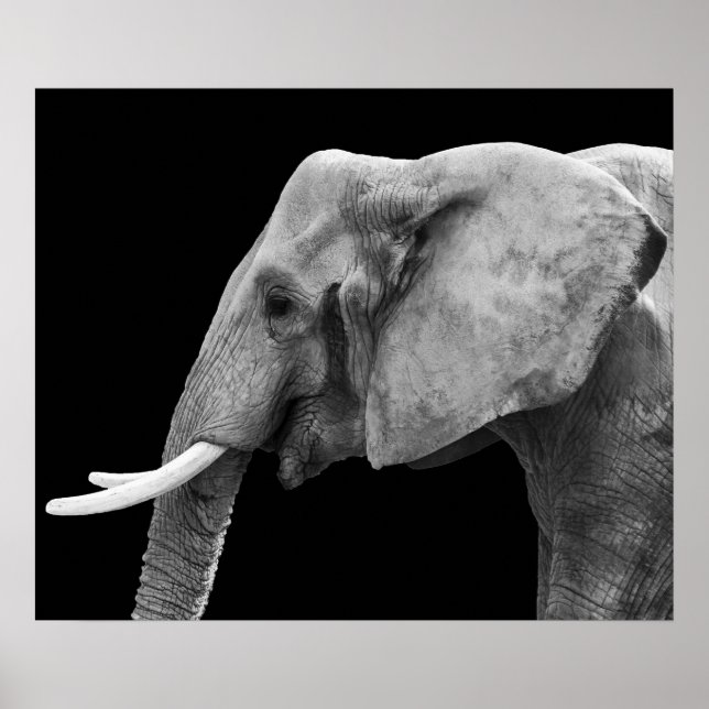 Elephant Safari Animal Portrait Poster (Front)