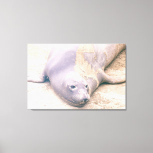 Elephant Seal Canvas Print