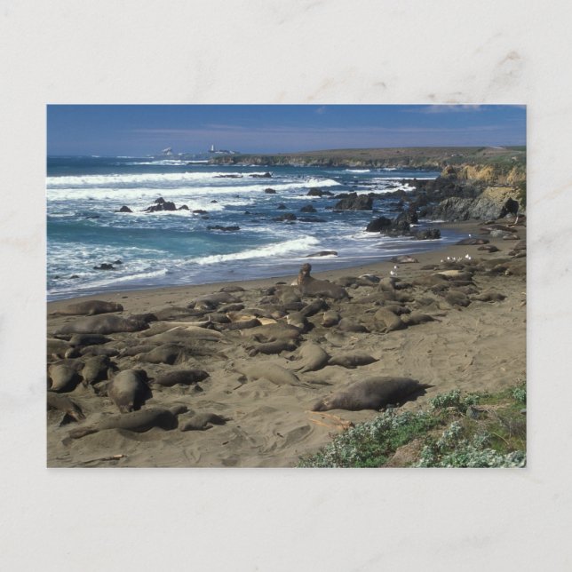 Elephant Seal Colony California Coast Postcard (Front)