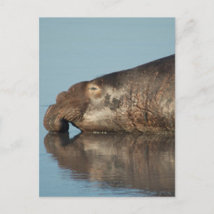 Elephant Seal Postcard