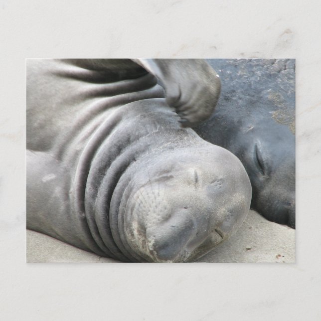 Elephant Seal Postcard (Front)