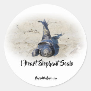 Elephant Seal pup sticker