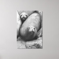 Elephant Seals