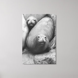 Elephant Seals Canvas Print