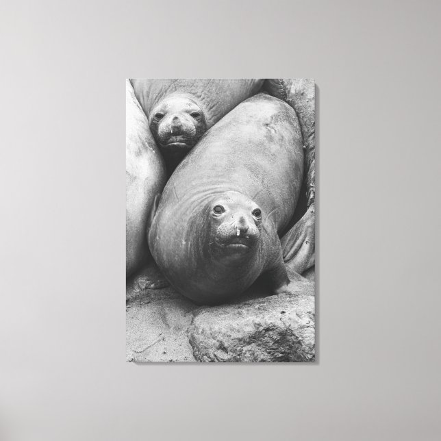 Elephant Seals Canvas Print (Front)