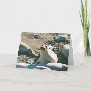 Elephant Seals Greeting Card
