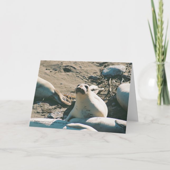 Elephant Seals Greeting Card (Front)