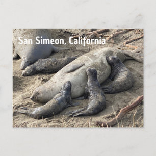 Elephant Seals Postcard