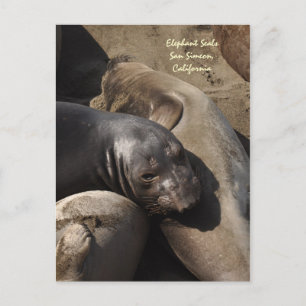 Elephant Seals, San Simeon, California Postcard