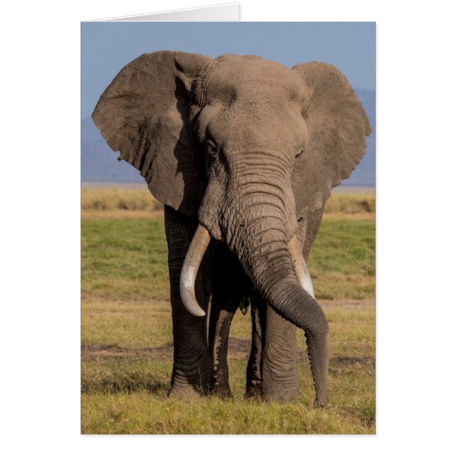 Elephant Searching (Front)
