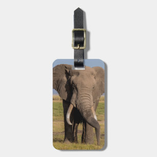 Elephant Searching Luggage Tag