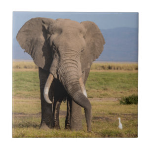 Elephant Searching Tile
