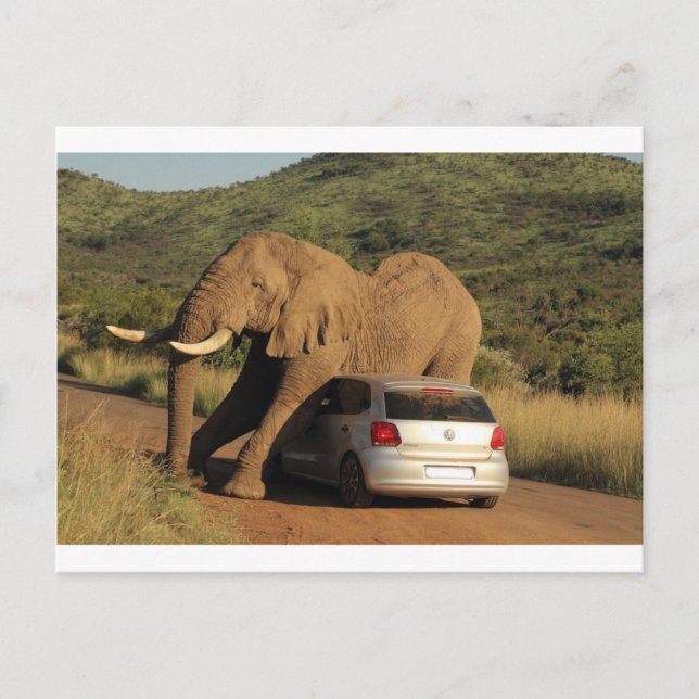 Elephant Sits On It Postcard (Front)