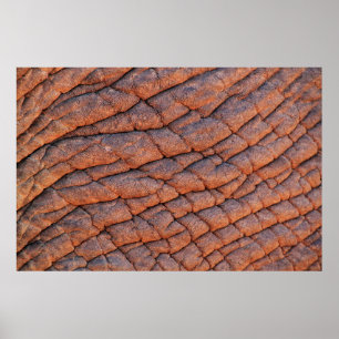 Elephant skin elephant poster