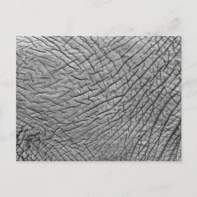 Elephant skin postcard (Front)