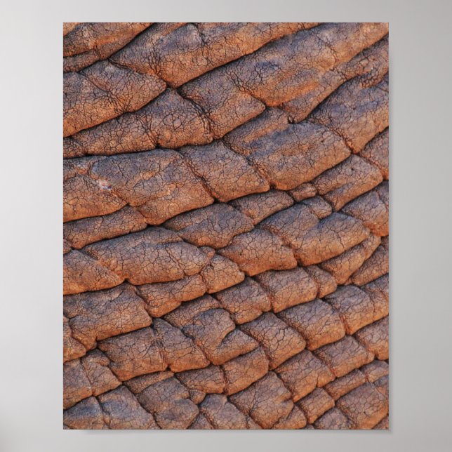 Elephant Skin Poster (Front)