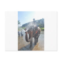 Elephant spraying water