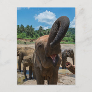 Elephant Sri Lanka Postcard