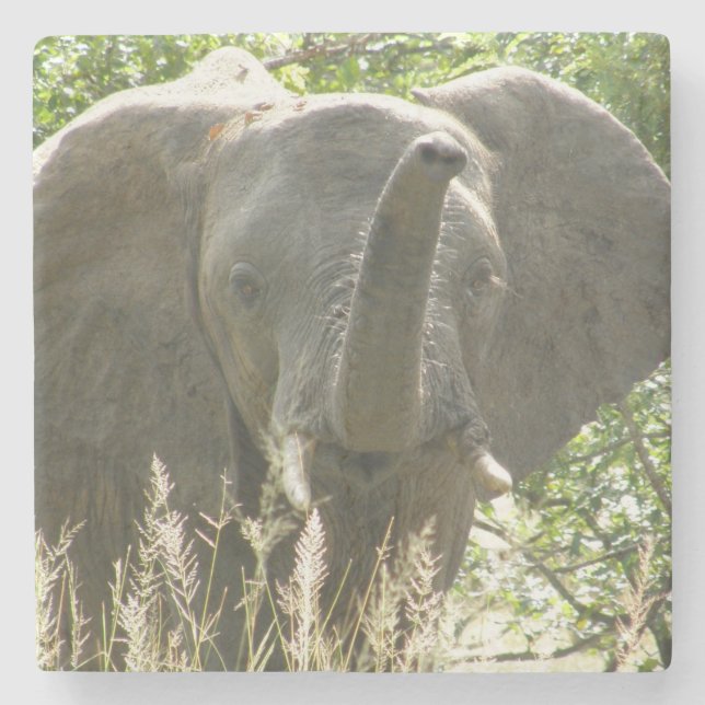 Elephant Stone Coaster (full colour) (Front)