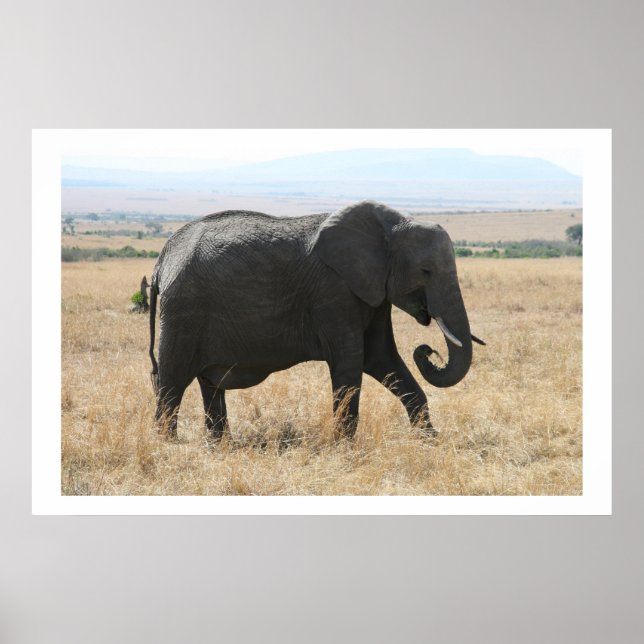 elephant stroll poster (Front)