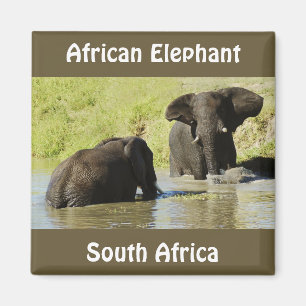 Elephant swimming (african elephant) magnet