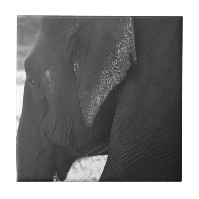 Elephant Tile (Front)