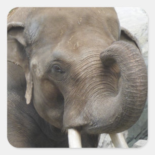 Elephant Trunk Stickers