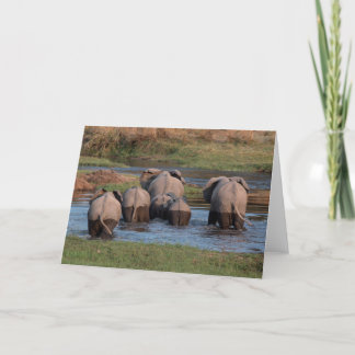 Elephant tushies, Tanzania Holiday Card