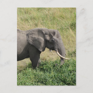 Elephant-Uganda-Africa-2 Postcard