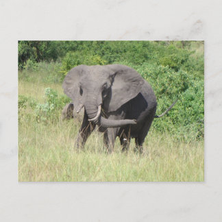 Elephant Uganda Africa Postcard