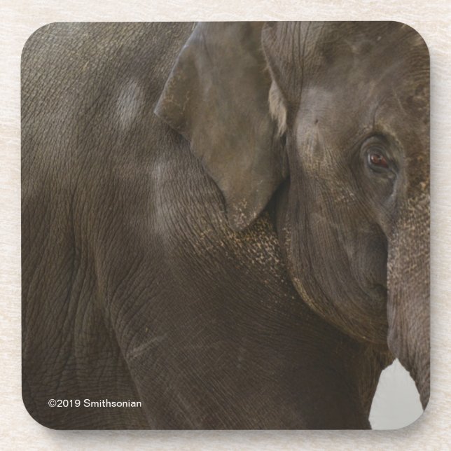 Elephant Up-Close Coaster (Front)