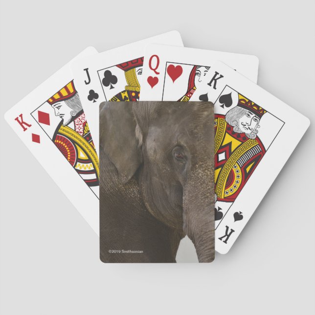 Elephant Up-Close Playing Cards (Back)